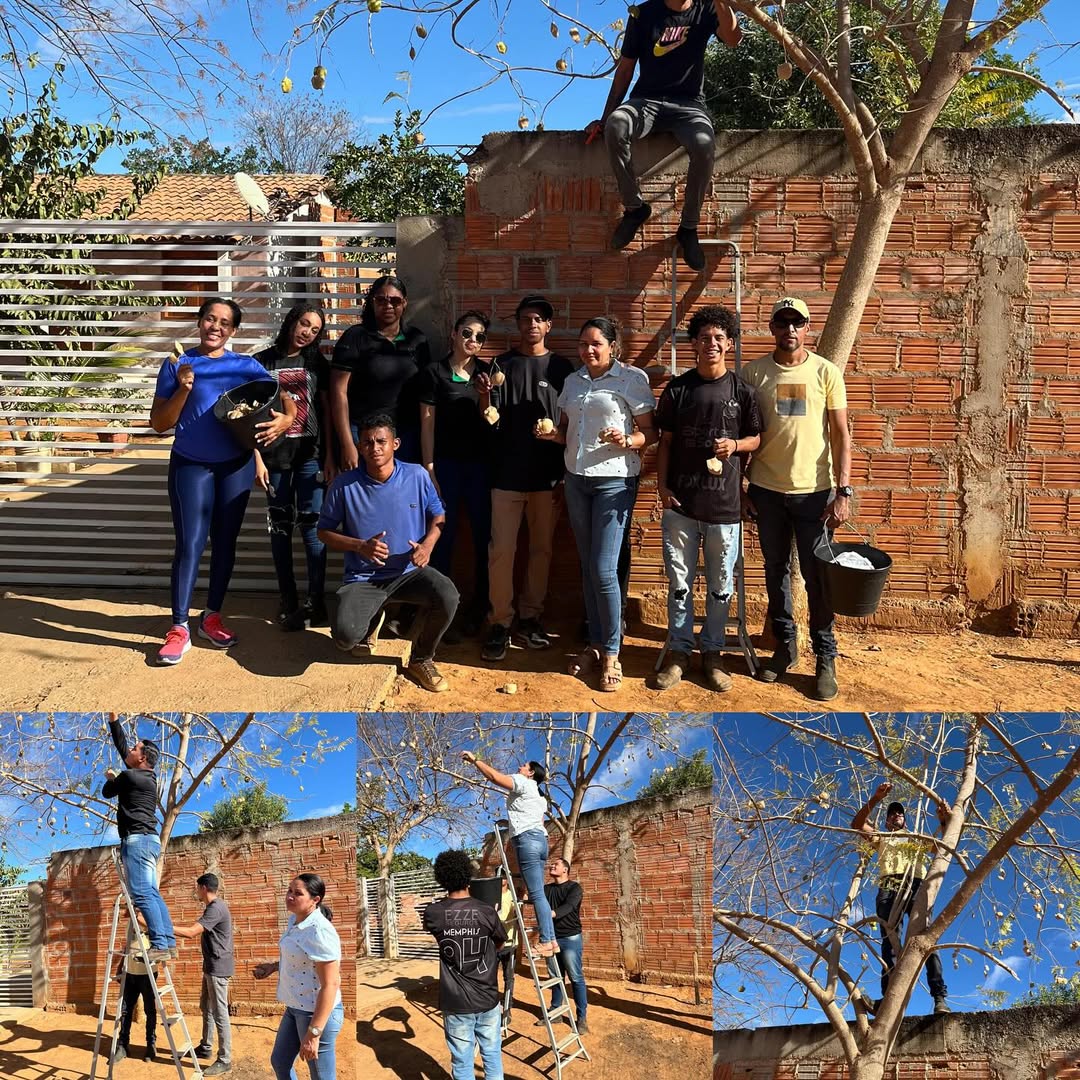 Secretaria Municipal de Meio Ambiente realiza colheita de sementes de jacarandá-mimoso na comunidade de Agrovila 8