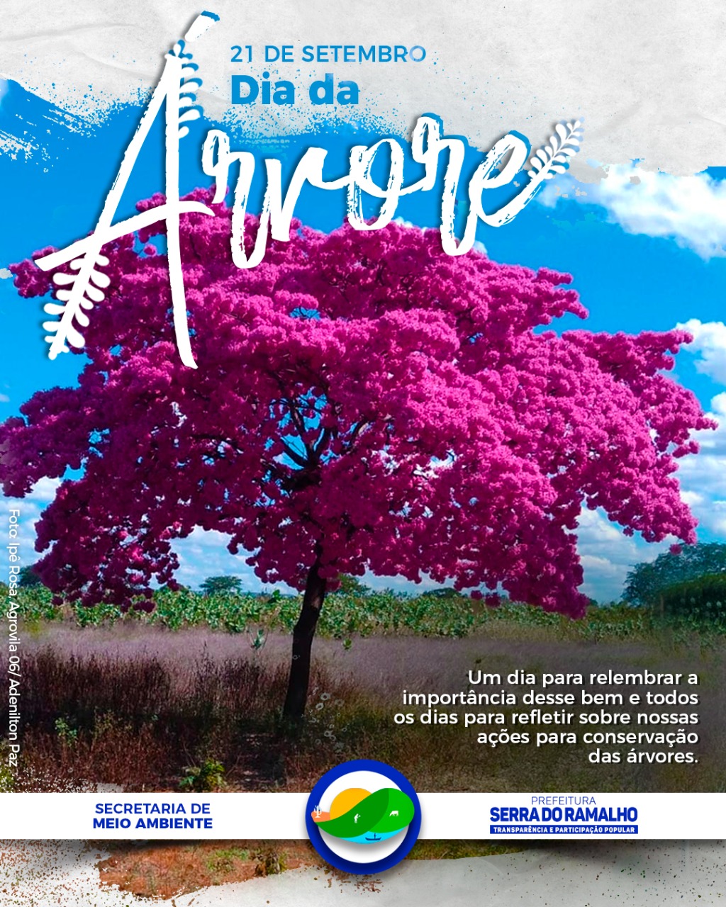 Hoje (21/09) comemora-se o Dia da Árvore.