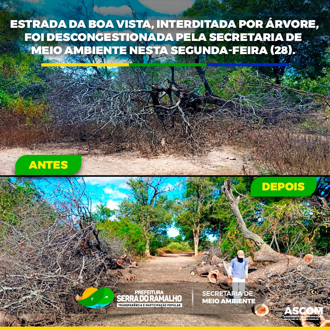 Estrada da Boa Vista, interditada por árvore, foi descongestionada pela Secretaria de Meio Ambiente nesta segunda-feira (28).