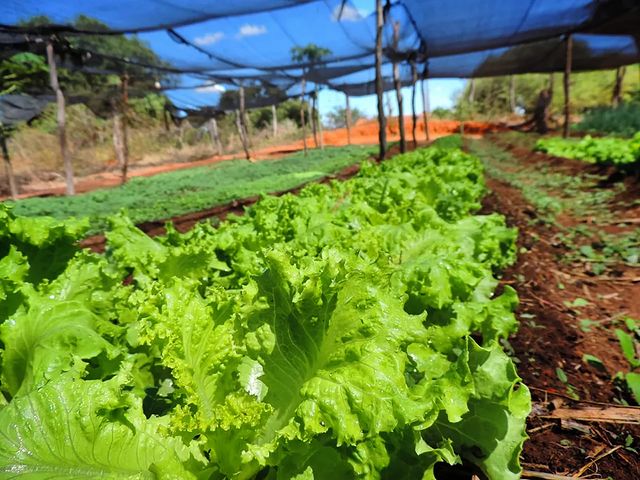 Entrega de ferramentas para uso no projeto CATTLEYA, na Agrovila 13