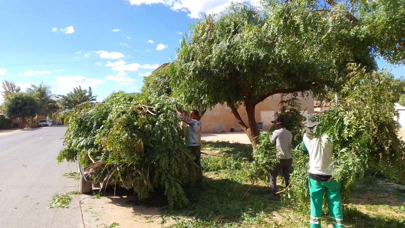 Secretaria de Meio Ambiente promove podas nas árvores da Agrovila 02